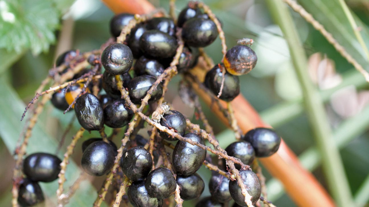 Zrelé plody rastliny saw palmetto