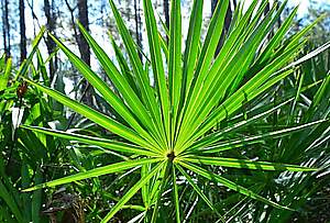 saw palmetto palma