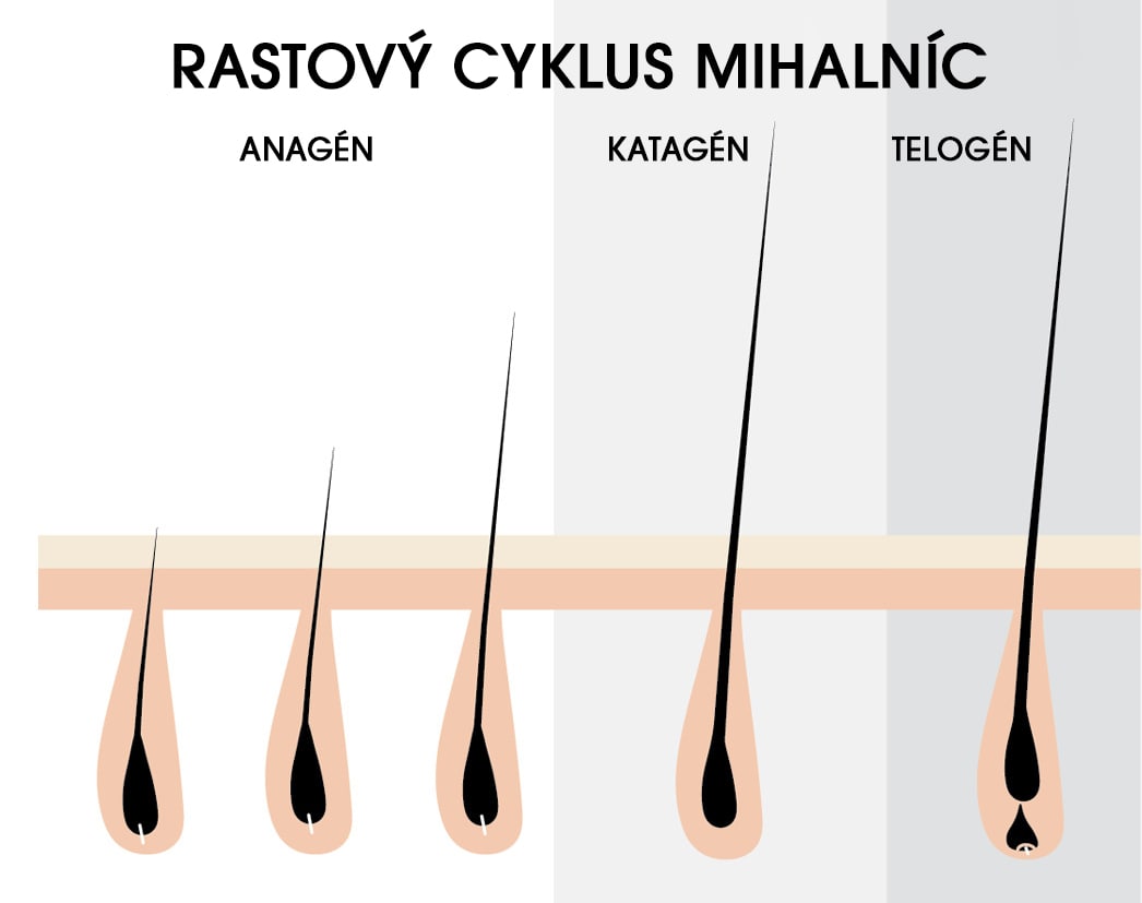 Mihalnice rastú a vypadávajú v rastových cykloch - anagén, katagén a telogén.