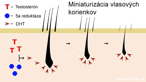 dht zmenšuje vlasové korienky