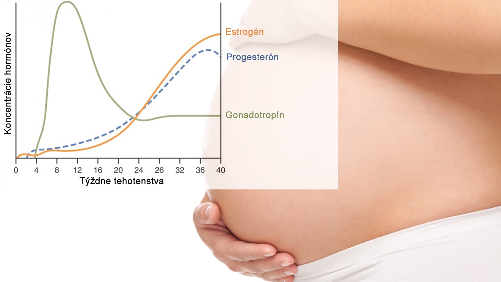 Zmeny v hladiách hormónov počas tehotenstva