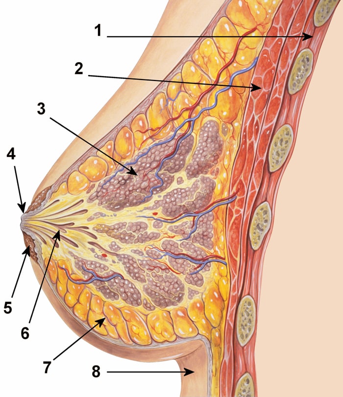 Anatómia prsníka - 1. Svalové tkanivo hrudného koša 2. Veľký prsný sval 3. Prsná žľaza 4. Bradavka 5. Dvorec bradavky 6. Mliečne kanáliky 7. Tukové tkanivo 8. Pokožka